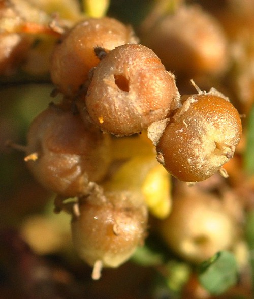 détail fruit