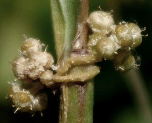 Plante entière
