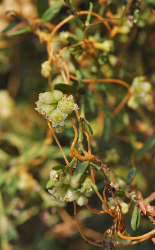 inflorescence