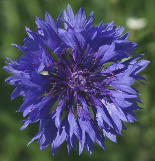 détail fleur