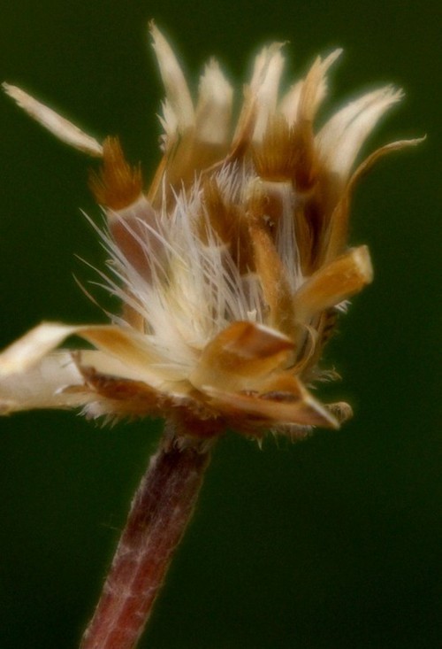 fruit