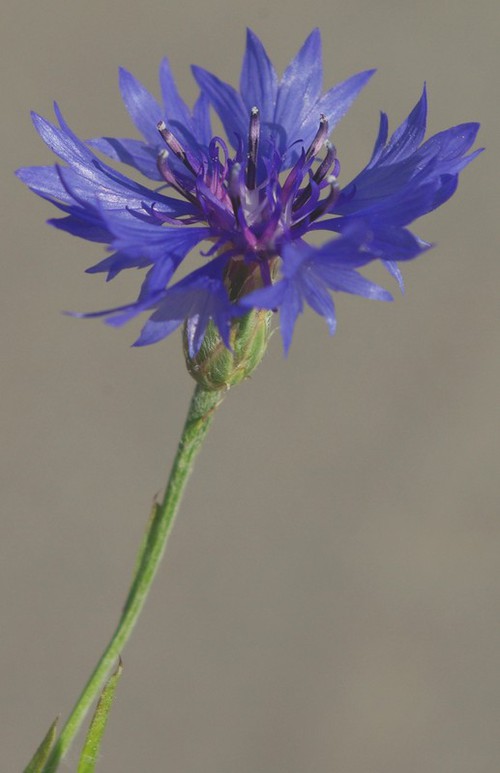 inflorescence