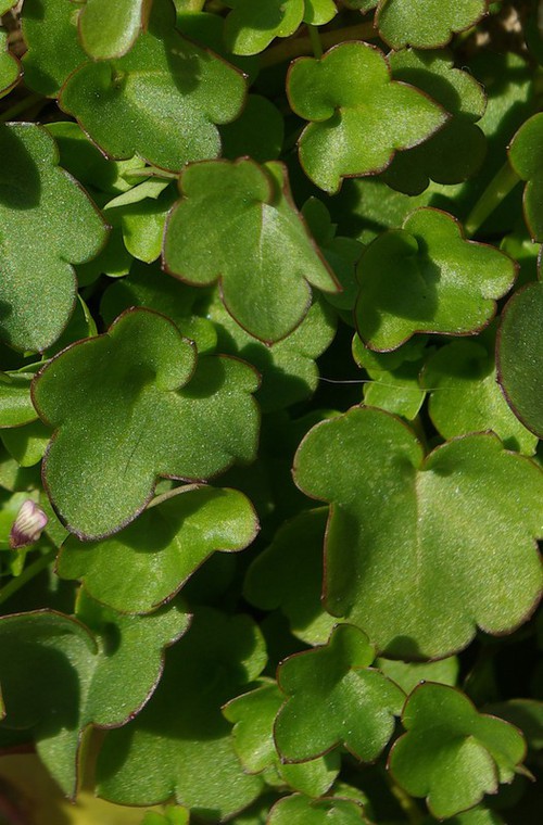 détail feuilles