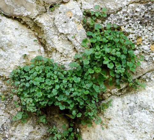 feuille