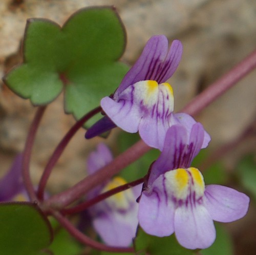 fleur