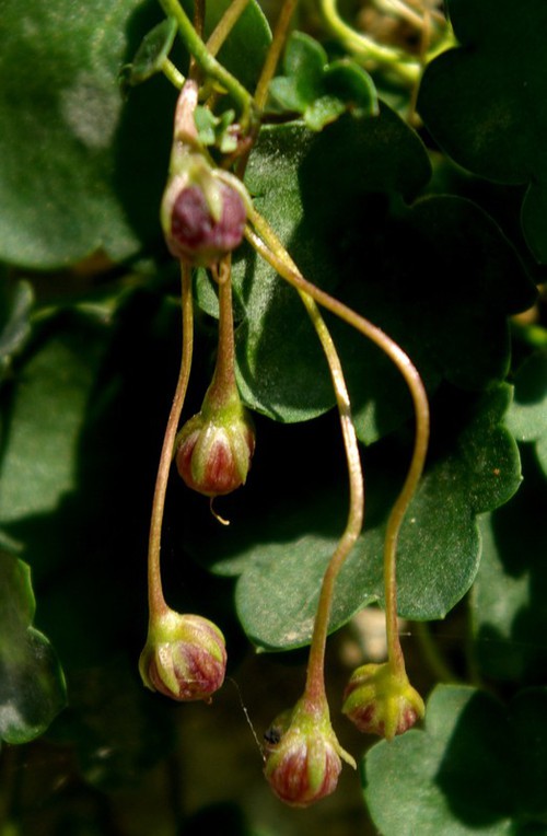 fruit