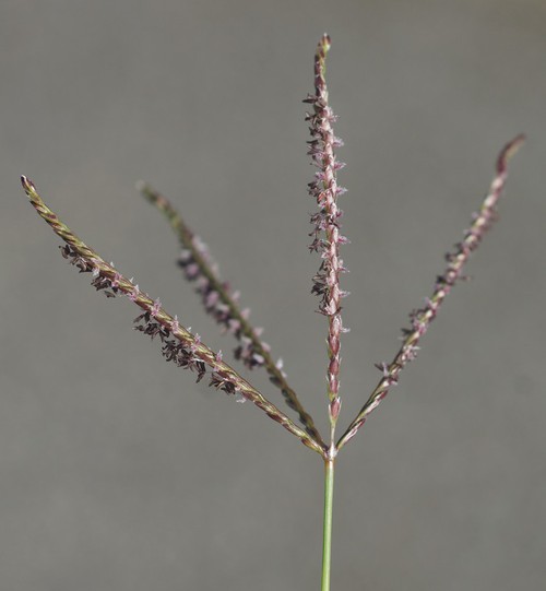inflorescence