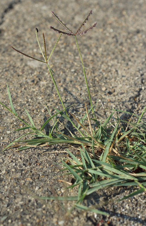 Plante entière