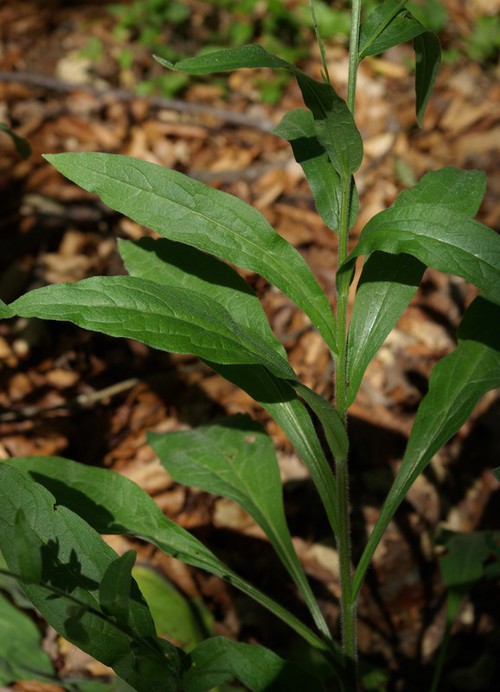 feuille