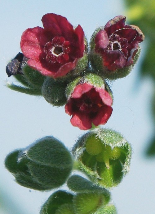 fleur