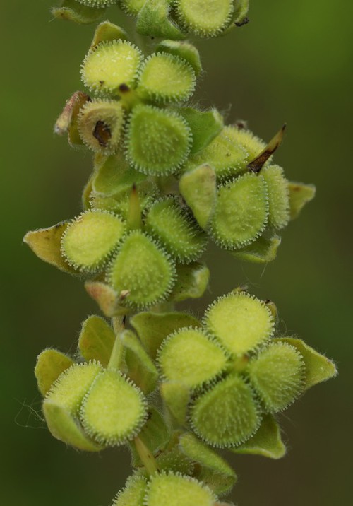 fruit