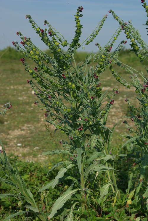 Plante entière