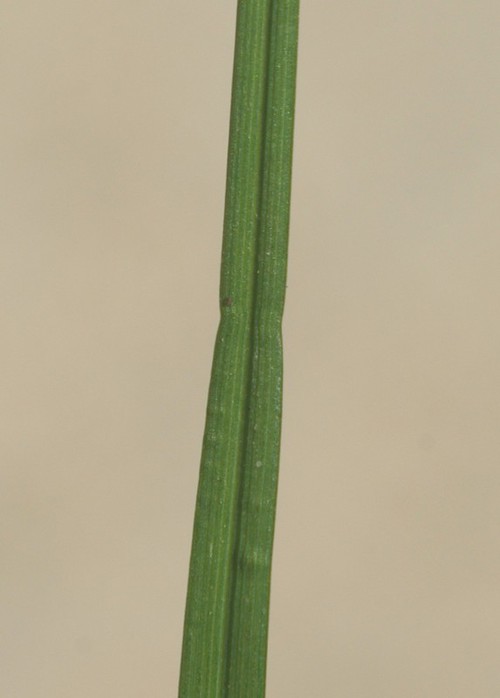 feuille