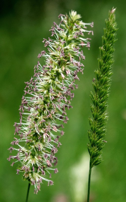 inflorescence