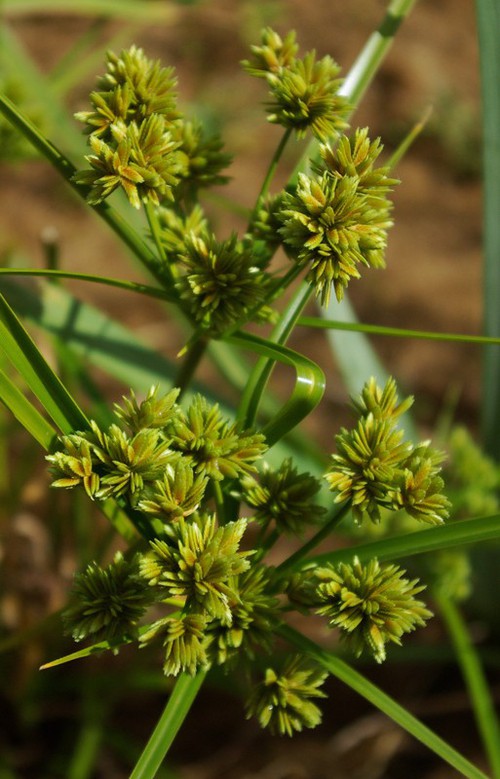 inflorescence