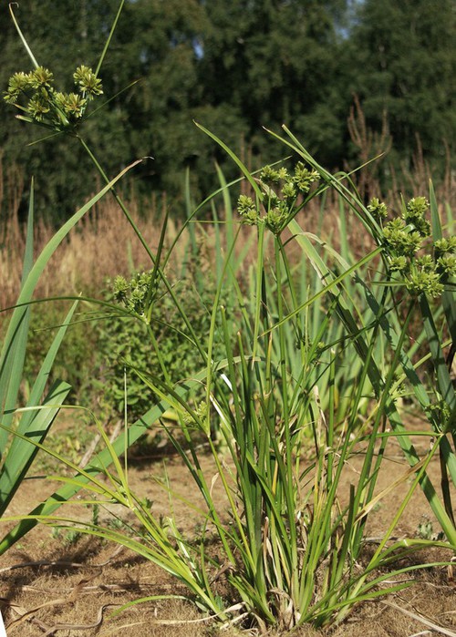 Plante entière