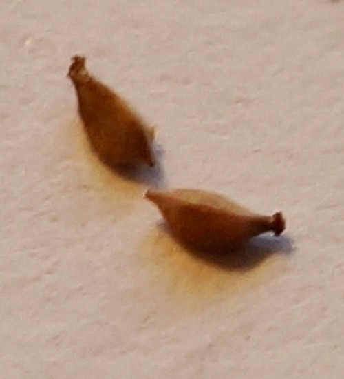 fruit