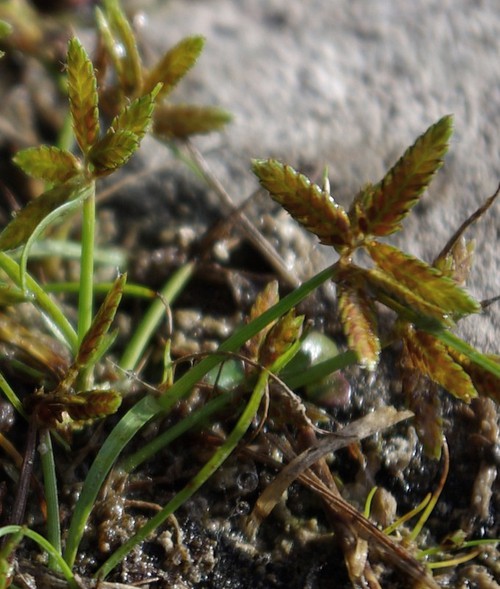 inflorescence