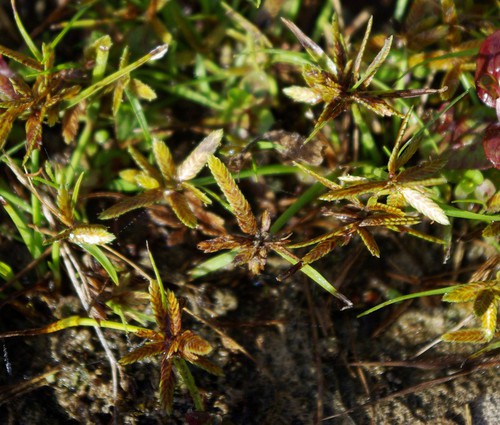 Plante entière