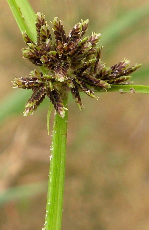 inflorescence