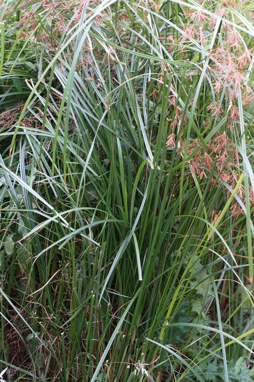 feuille