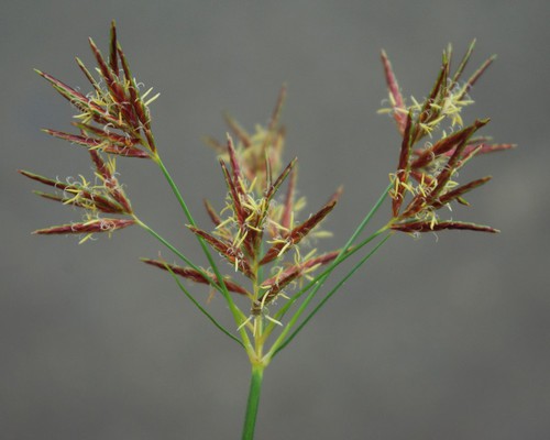 inflorescence