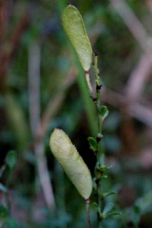 fruit