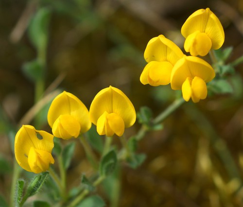 fleurs