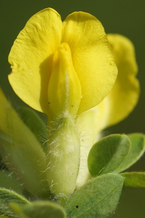 fleur