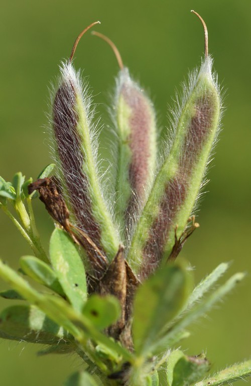 fruit