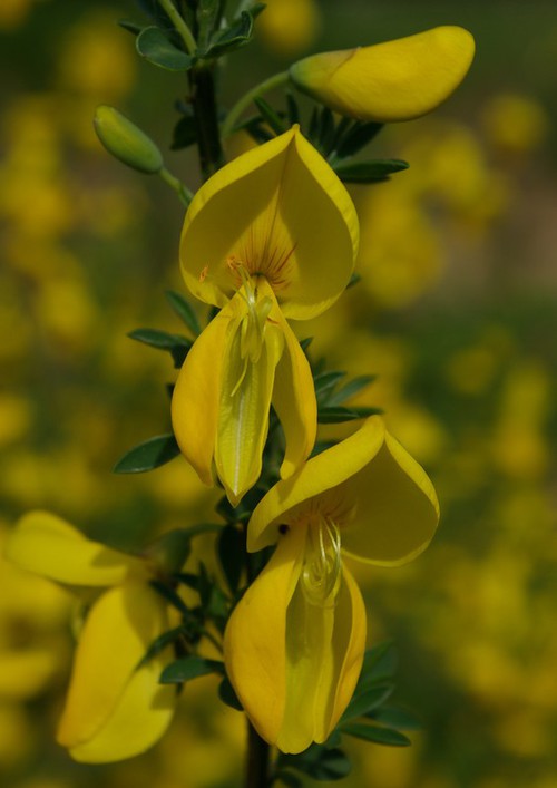 détail fleur