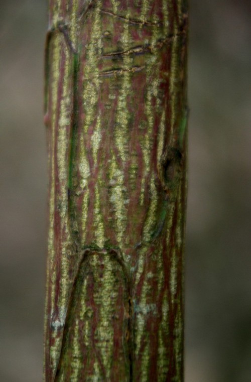 écorce âgée