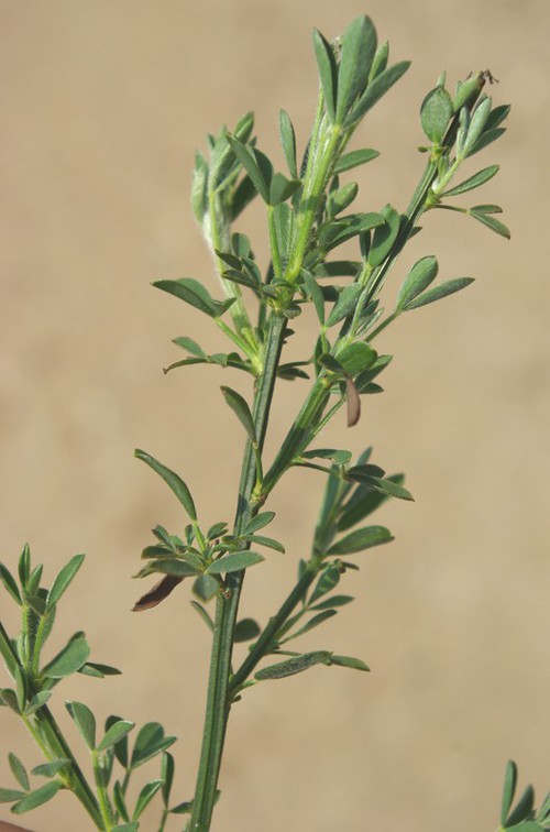 feuille