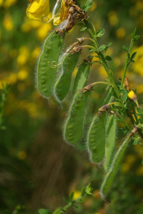 fruit
