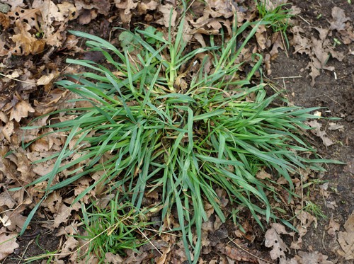 feuille