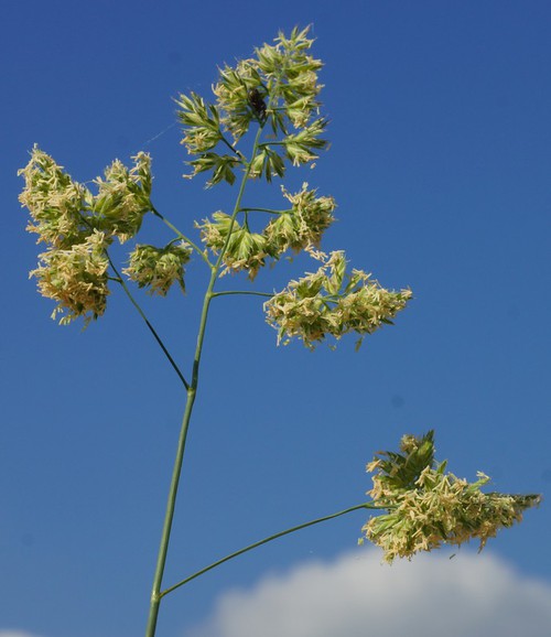 inflorescence