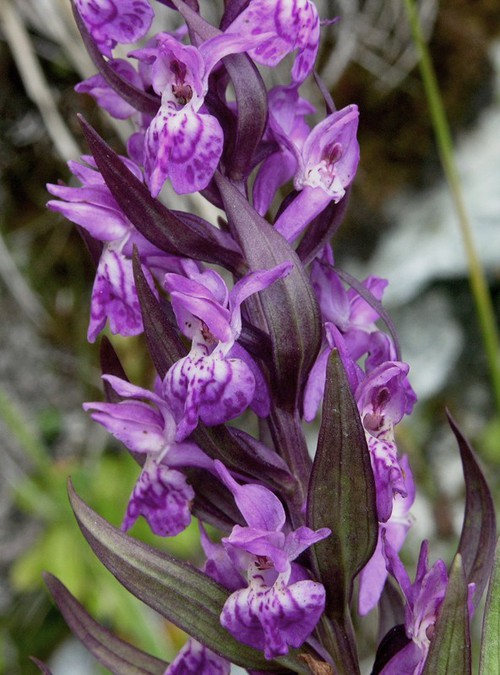 inflorescence