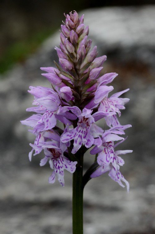 Plante entière