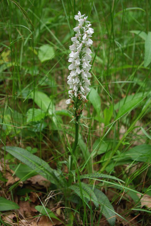 Dactylorhiza maculata