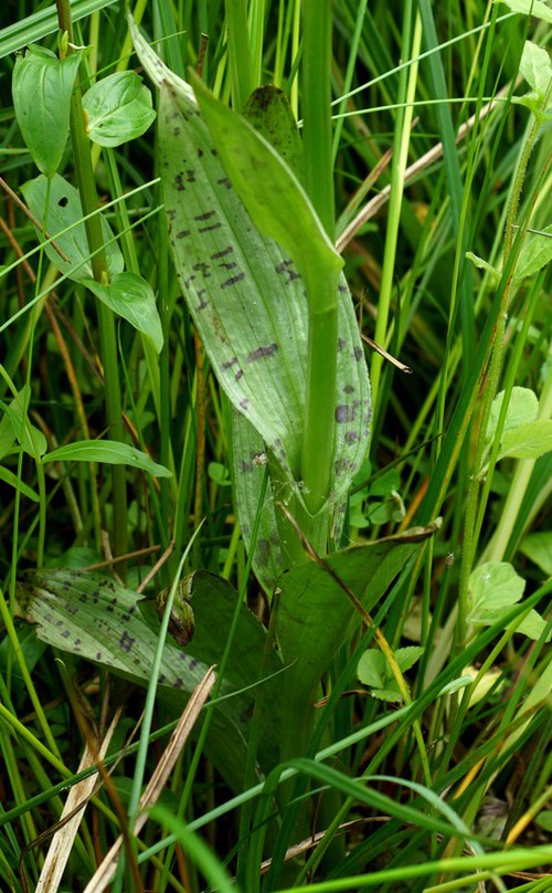 feuille