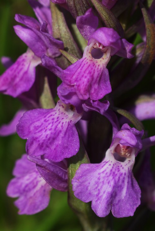 détail fleur