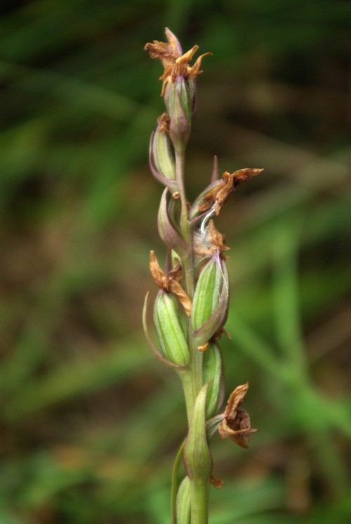 fruit