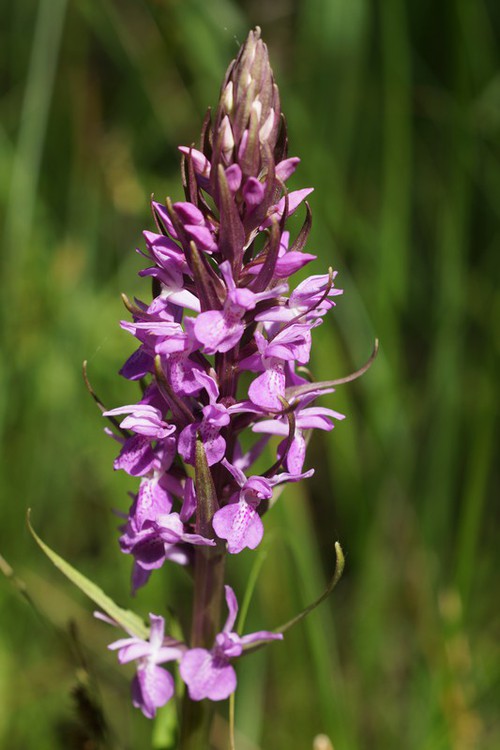 inflorescence