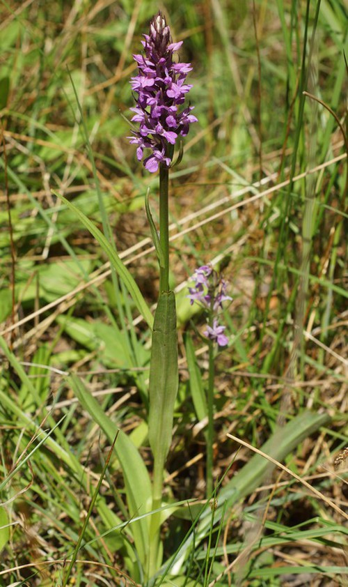 Plante entière