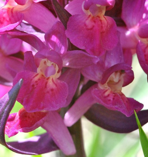 détail fleur