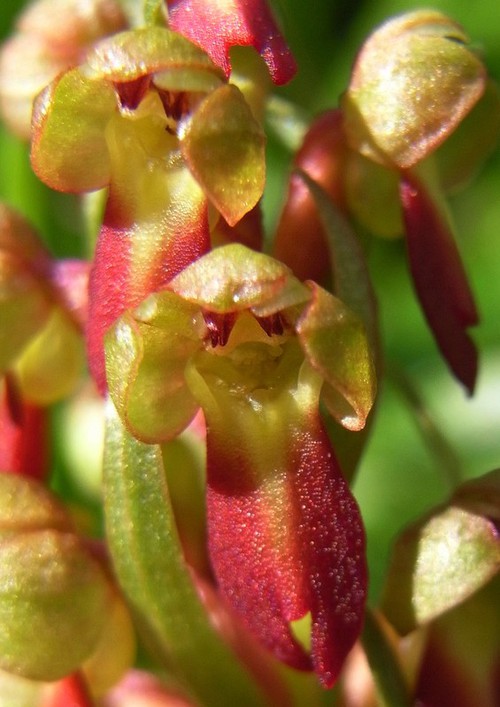 détail fleur