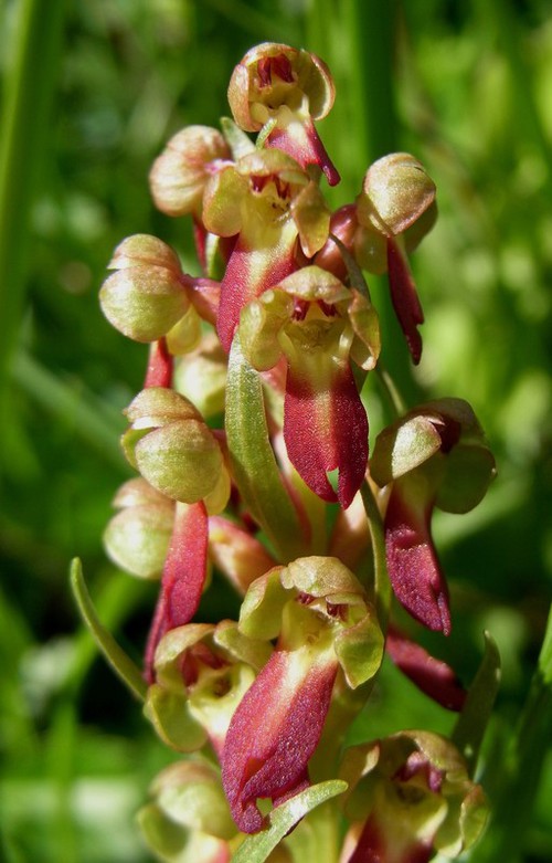 inflorescence