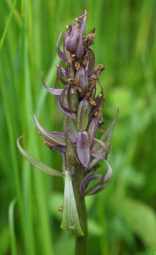 fruit