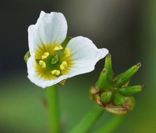 fleur
