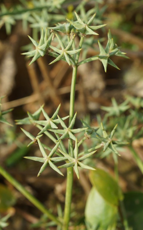 fruit
